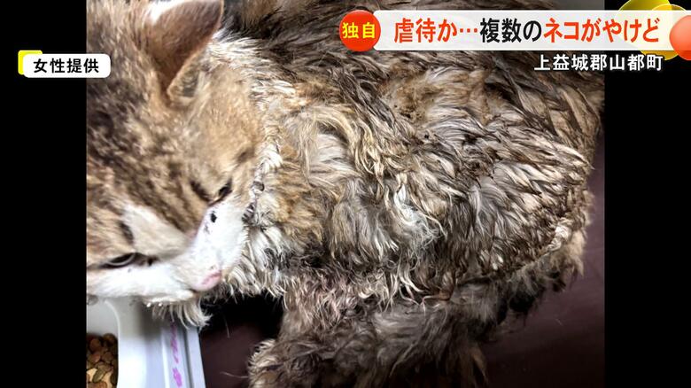 やけどを負い毛や体を切られたネコが１週間で2体　山都町で動物虐待の疑い警察も「事件性の有無含め捜査」【熊本発】｜FNNプライムオンライン