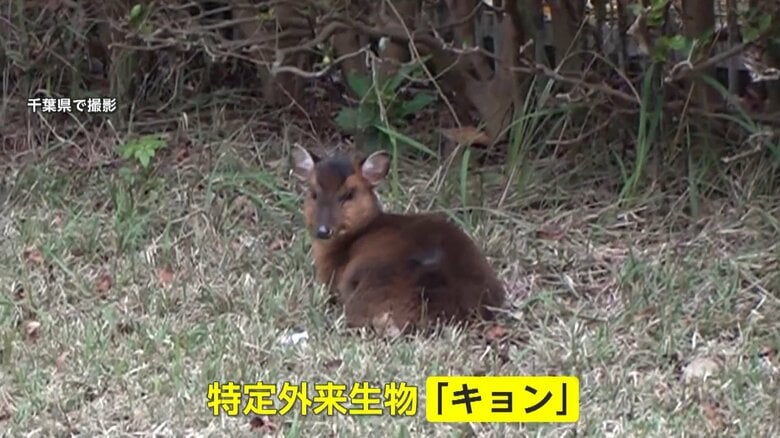 【注目】写真や動画を撮影した情報提供者に報奨金2000円　特定外来生物「キョン」に茨城県が全国初の新対策｜FNNプライムオンライン