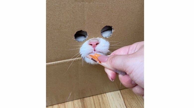 箱の穴からおやつを味わう猫が可愛い! 箱に絵を描いた“コスプレ”姿も見せてもらった｜FNNプライムオンライン