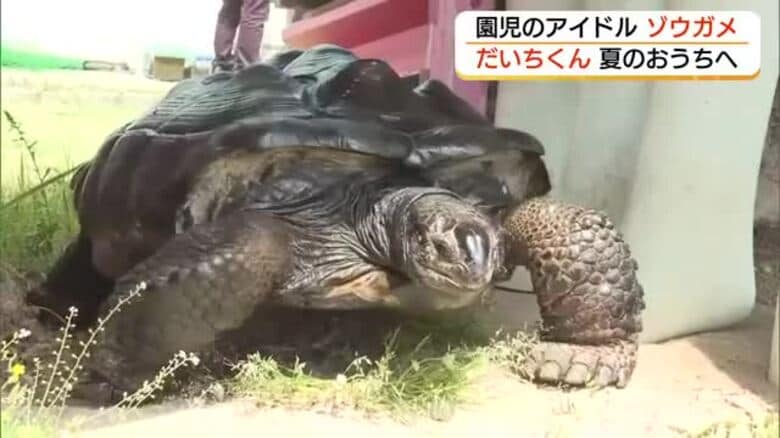 こども園のアイドル！ゾウガメの「だいちくん」夏のおうちにお引っ越し　園児たちが声援（鳥取・米子市）｜FNNプライムオンライン