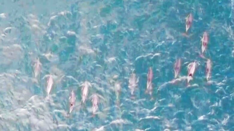 新型コロナの影響でイルカの目撃増！？　ボスポラス海峡を悠々と泳ぐ姿が市民の癒やしに&lt;br /&gt;｜FNNプライムオンライン