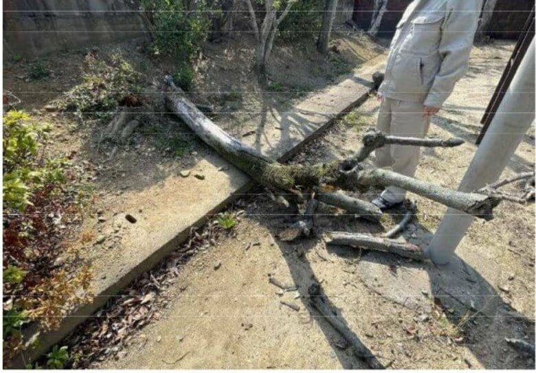 小学校で高さ3メートルの木が倒れる　1年生の男子児童が頭にけが　昼休みに遊んでいてぐらつく　福岡・北九州市｜FNNプライムオンライン