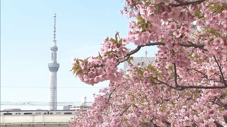 東京各地で河津桜が見頃に　14日の最高気温は19.6℃で4月中旬並みの気温に　週末の天気は下り坂…冬の寒さに逆戻りか｜FNNプライムオンライン