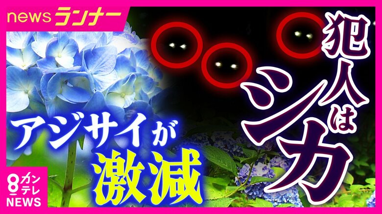 姫路の“名所”のアジサイが激減…その元凶は“真夜中に光る眼”　「毒性あっても気にせず食べる」神社襲ったシカの“食害”と復活願い活動する子供たち｜FNNプライムオンライン