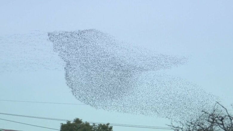 何万羽？鳥の大群が空に…正体は冬の渡り鳥のカモ 絶滅危惧Ⅱ類「トモエガモ」の可能性 生態系バランス崩壊が原因か｜FNNプライムオンライン