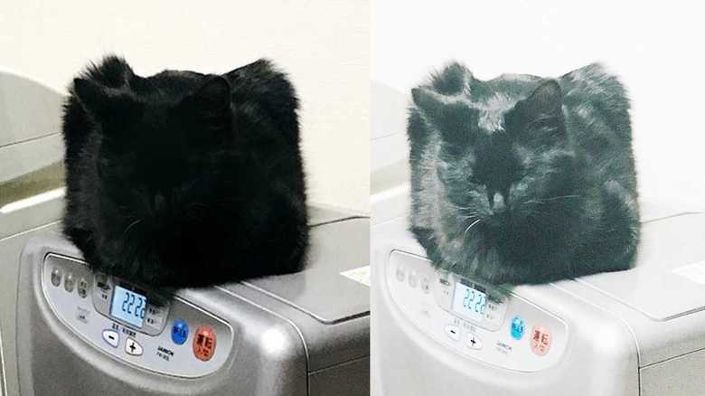 左:投稿写真 右:明るさを調整した写真
