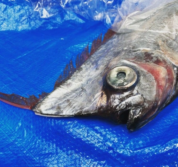 リュウグウノツカイより珍しい 謎の深海魚 アカナマダ を富山県沖で捕獲 生態を専門家に聞いた