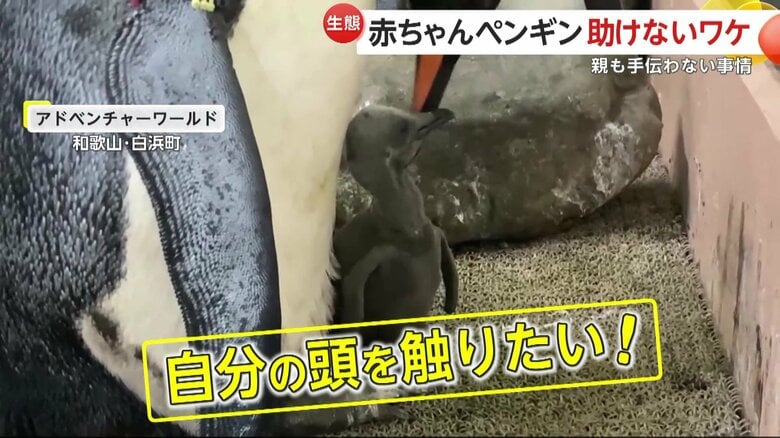 自分の頭を触りたくて仕方がない赤ちゃんペンギン