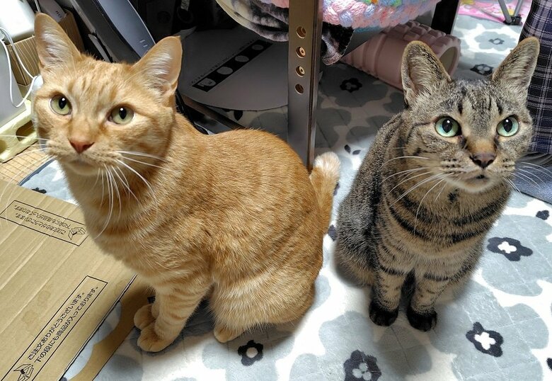 左：茶太郎くん　右：トラ子ちゃん