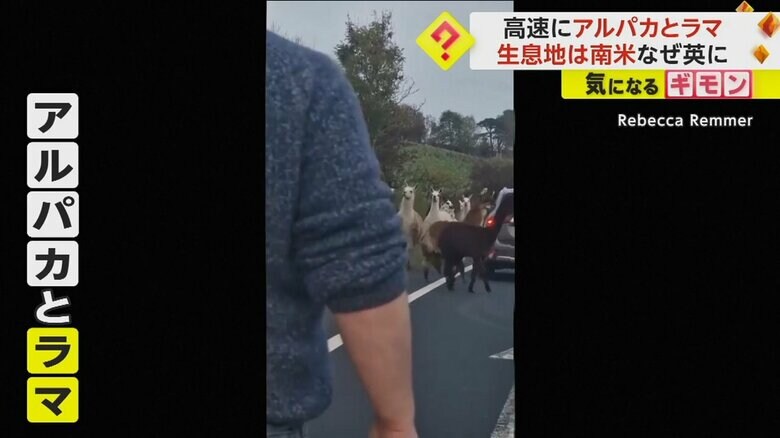 高速道路に現れたアルパカとラマに、車を降りて立ち尽くす人