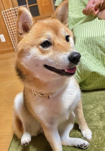 提供：shiba_mugi_さん