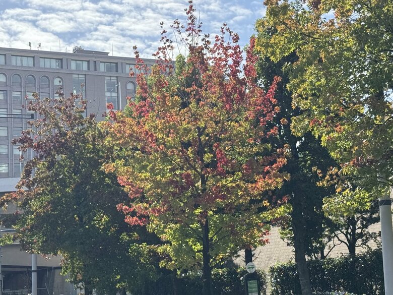 ▲【色づき度：40％】 21日／東京・江東区