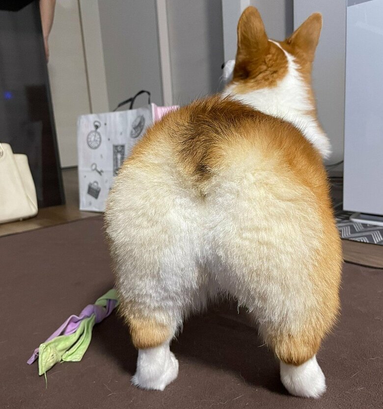 おしりがチャームポイント