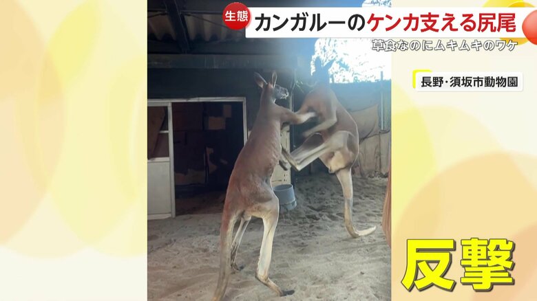 蹴りで反撃するマッチ（映像提供：須坂市動物園）