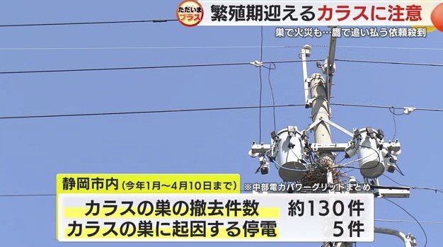 カラスが巣を作った電柱