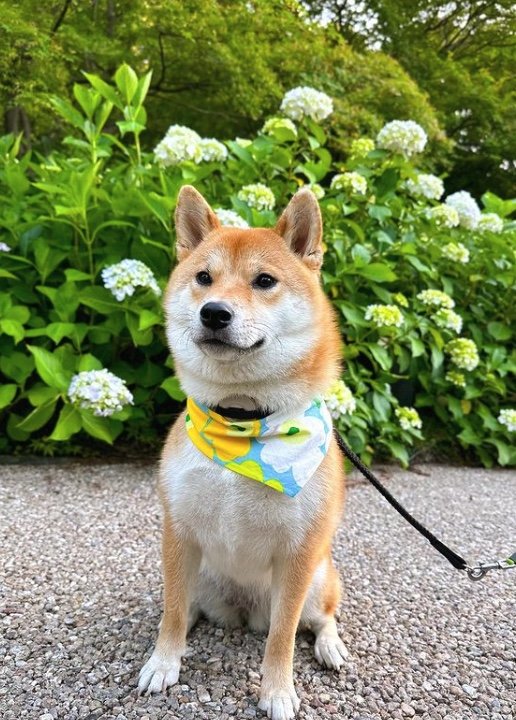 提供：柴犬はらみさん