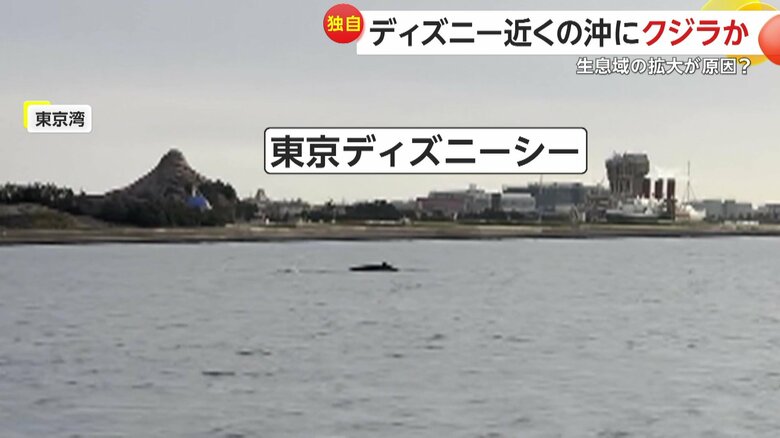 ザトウクジラの奥に見えるのは東京ディズニーシー