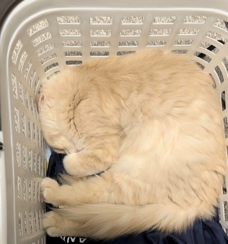 洗濯カゴの中でも眠るという