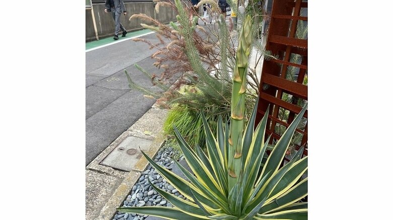 2020年10月撮影　茎が生えてきていた