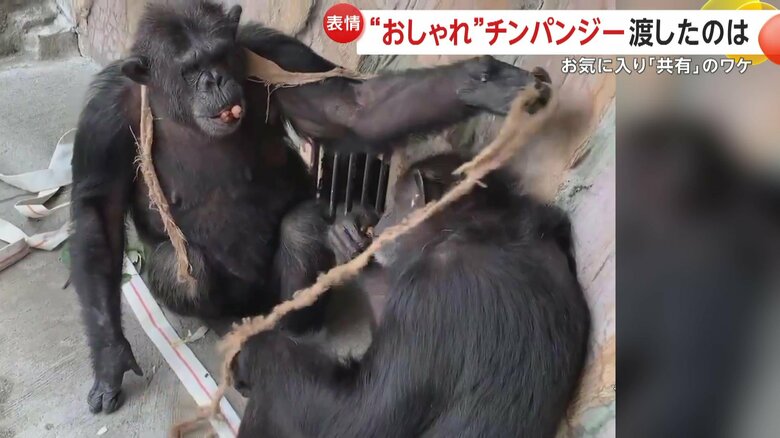 諦めず飾りをかけてあげるヤワラちゃん