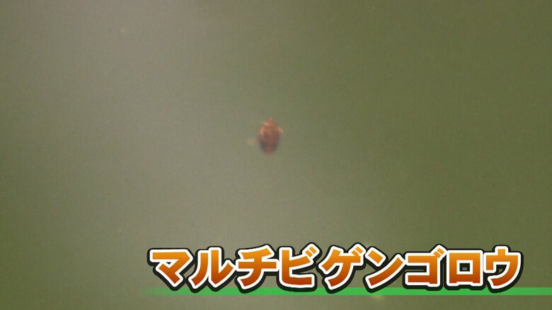 マルチビゲンゴロウ