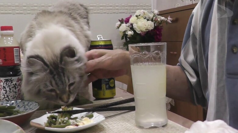 愛猫と過ごすことが日々の癒やしと語る佐竹前知事