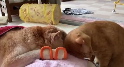 エンくんがシニアになってからのちまきくん（提供：エンとちぃさん）