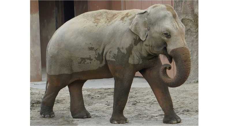 約1年で“260キロ”のダイエットに成功したゾウ…どんな生活を送った?動物園に聞いた