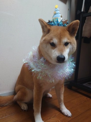 10歳のお誕生日を祝われるテツくん