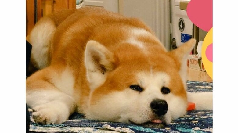 コミュ力が高めだという雷くん