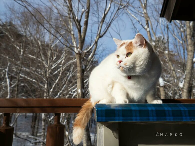 ベランダパトロール中（提供：MARCOさん）