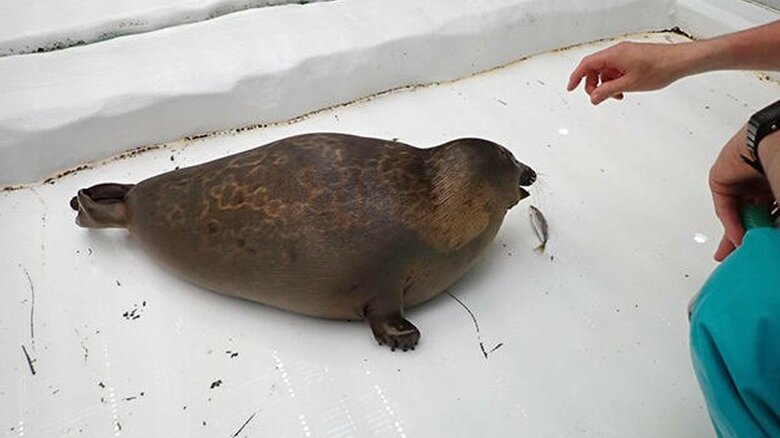食わずぎらいの様子（提供：海遊館）