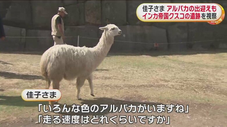 佳子さまの目の前に来たアルパカ