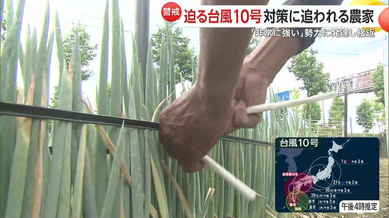 強風でネギが倒れないよう両側に紐を張って、補強している