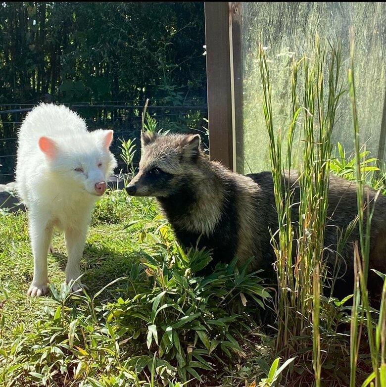 リュウとポコは普段から一緒に行動する仲良し　（提供：飯田市立動物園）