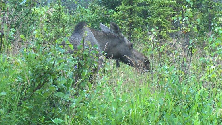 ムースらしき野生動物