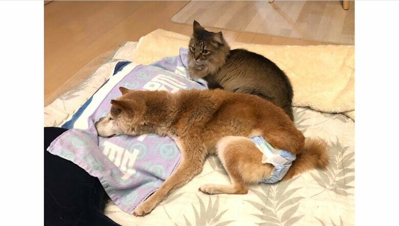 初代リーダーこのはの介護（紗由里さん提供）