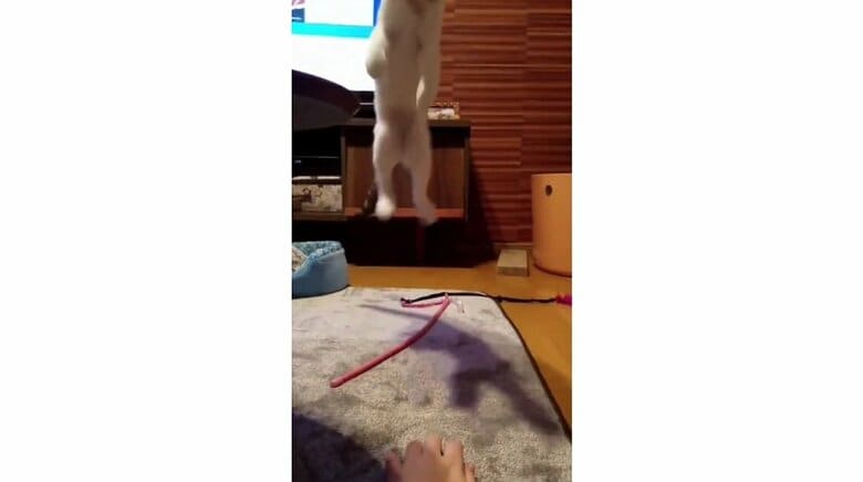 そして、後ろ足だけでジャンプ！