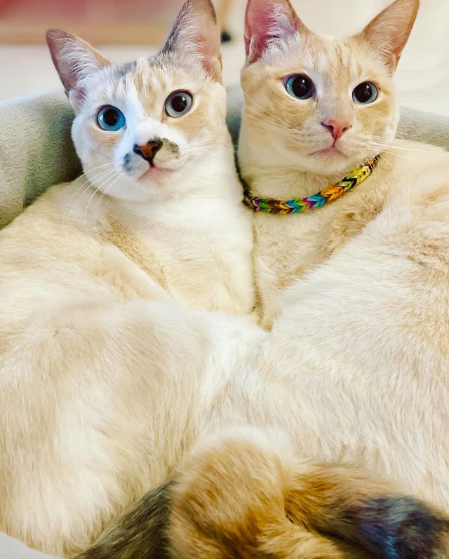 oimo & yuzukiさんが飼っている猫　左：ももも　右：おいも　（提供：oimo & yuzukiさん）