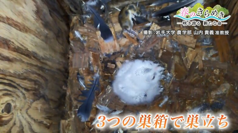 撮影：岩手大学農学部 山内貴義准教授