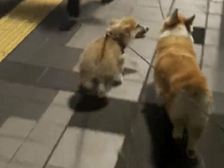 散歩デビューの様子　楽しそうなレイくん（左）とサラちゃん（右）