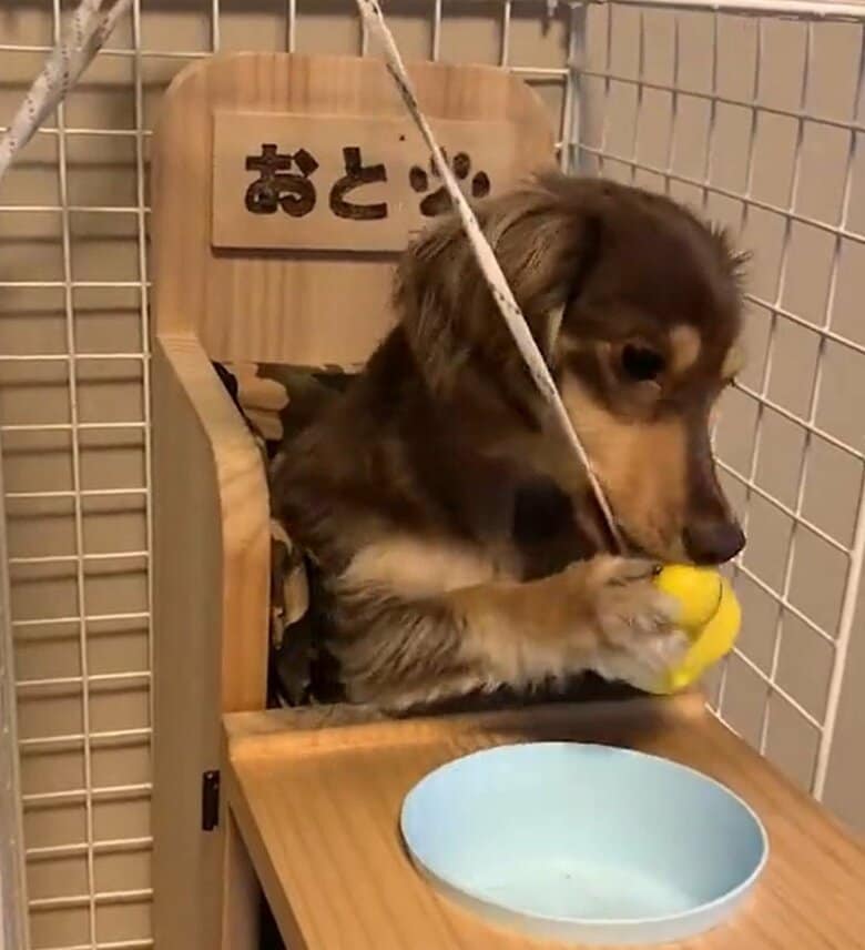 ベイリーチェアの中で遊ぶこともある