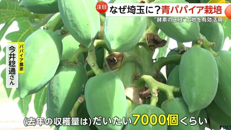 酵素の王様とも呼ばれる「青パパイア」