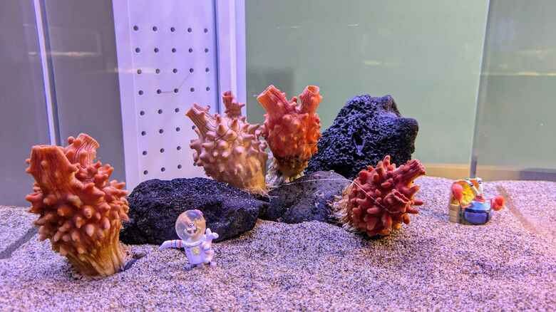 海水をきれいにしてくれるマボヤ