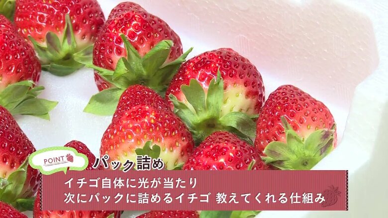 詰めるイチゴには中心辺りに丸印の光が