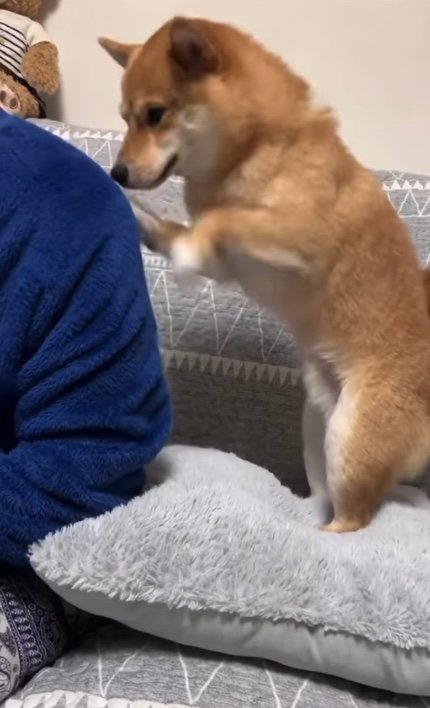 飼い主にもホリホリ（提供：うにandおからさん）