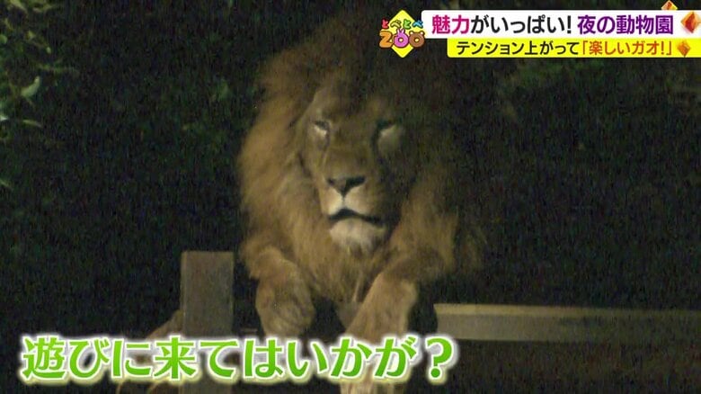 動物たちの新たな一面が見られるかも