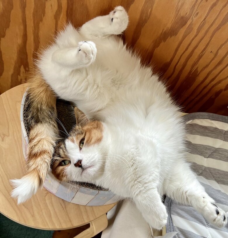 アクロバティックな寝方