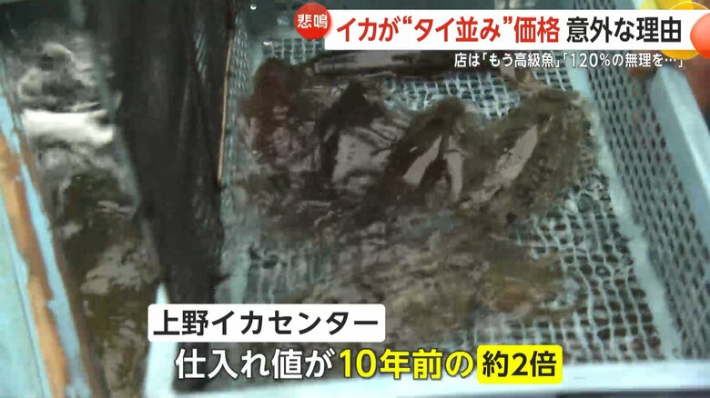 上野イカセンターでは仕入れ値が10年前の約2倍になっているという