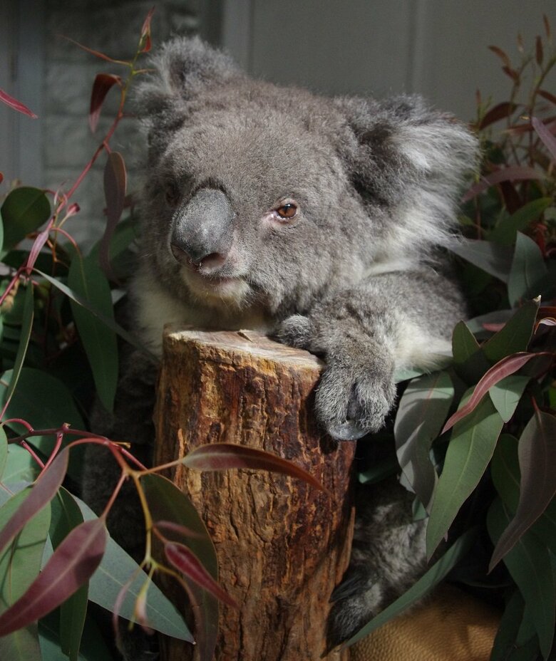 みどりちゃん（提供：イングランドの丘）